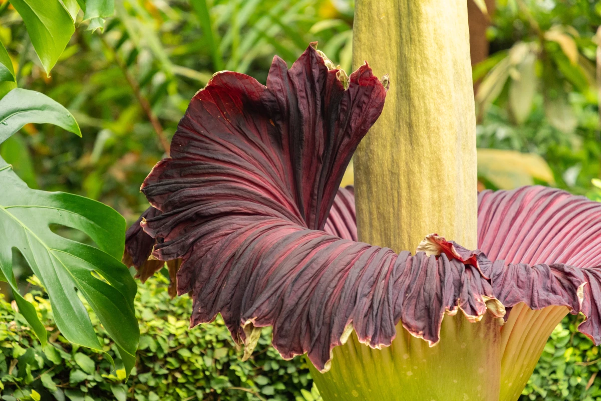 A corpse flower in a botanical garden "living collection" in Zurich, Switzerland