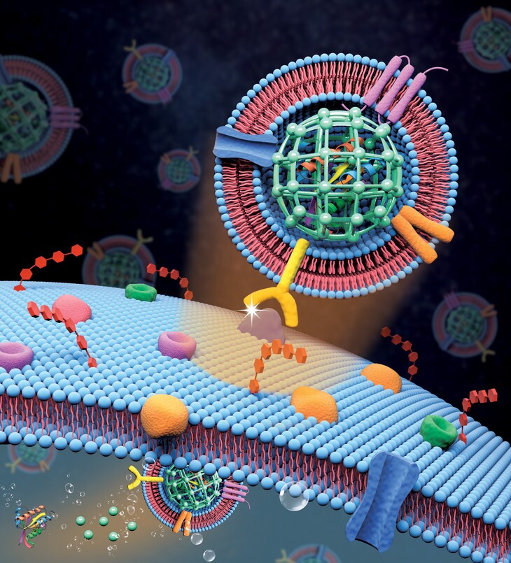 A diagram of the Penn State team's new nanoparticles, carrying a high amount of a drug payload and wrapped in a protective layer of camouflage – cells from the cancer itself