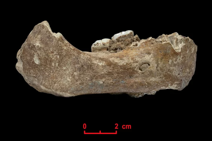 A jawbone found in China has now been identified as belonging to a Denisovan, an ancient human species related to Neanderthals