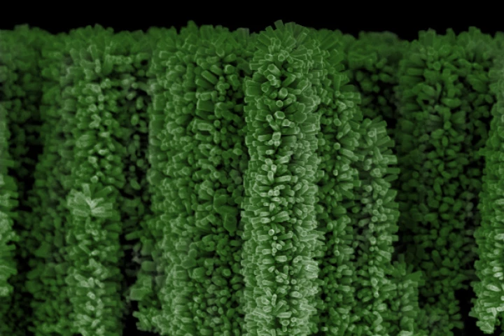 Electronic microscopic image of a "nanoforest," with green tint added for contrast (Imge: Wang Research Group, UC San Diego Jacobs School of Engineering)
