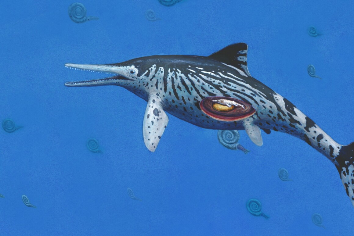 Largest known Ichthyosaurus fossil identified and it's pregnant