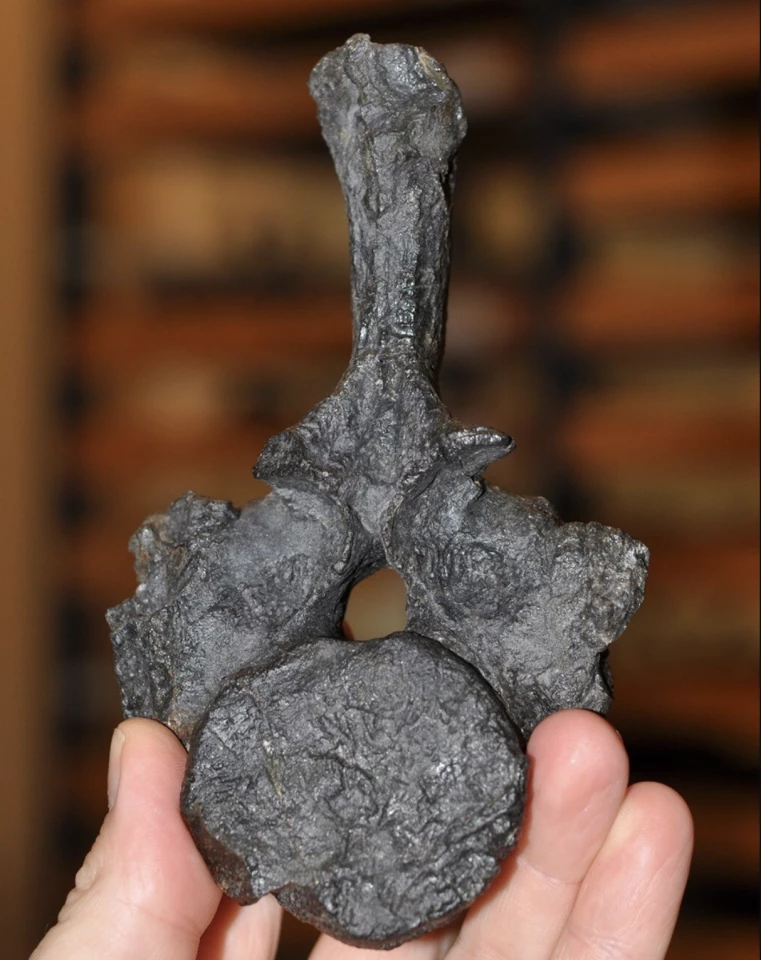 The nothosaur vertebra fossil, which has finally been identified, four decades after its discovery