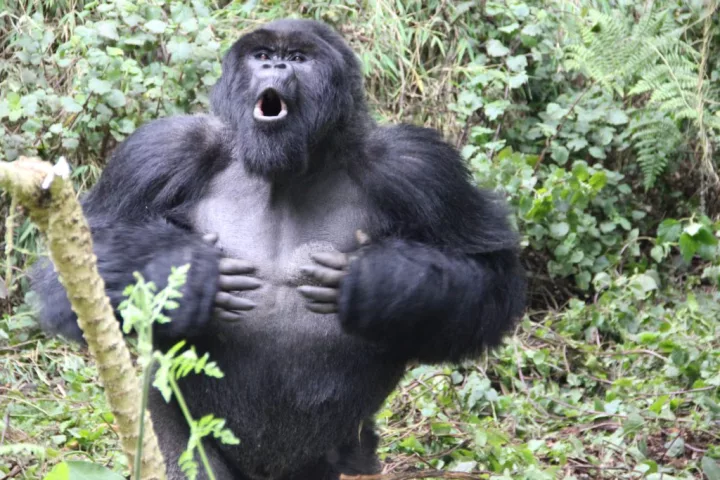 A male mountain gorilla lets loose with a good thumping