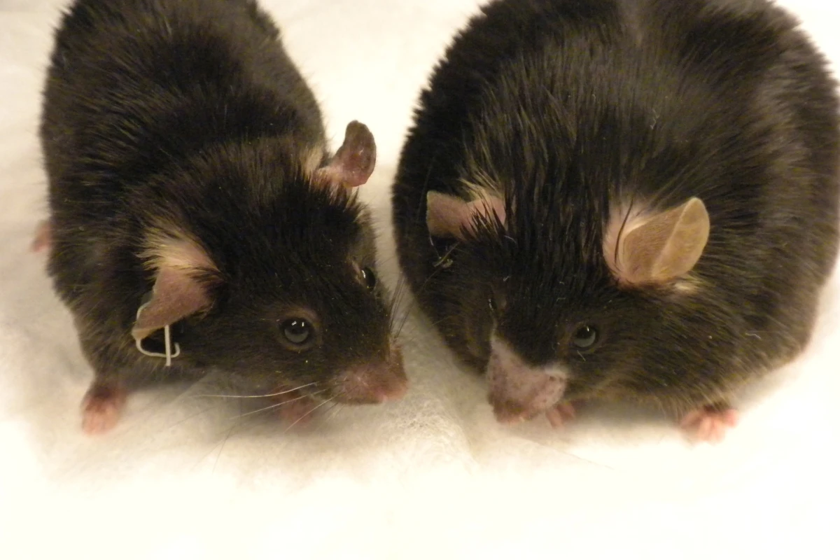 The obese mouse on the right was fed a high-fat diet. The mouse on the left was fed the same diet but is a normal weight after receiving amlexanox (Photo: Shannon Reilly)