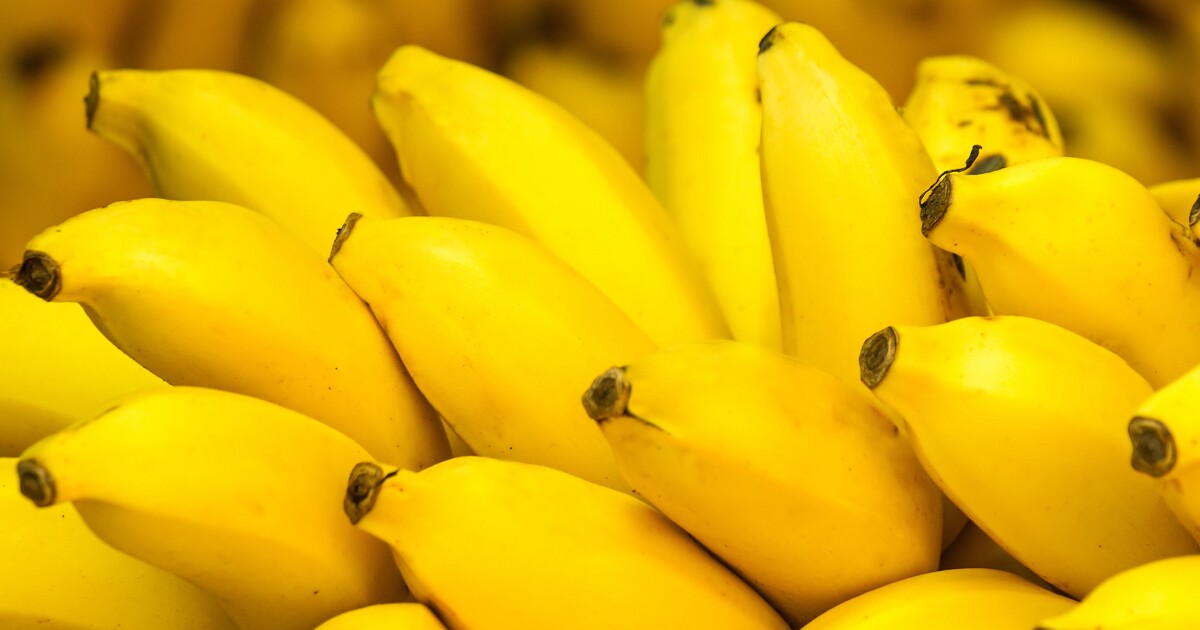 Human trials planned for "super bananas"