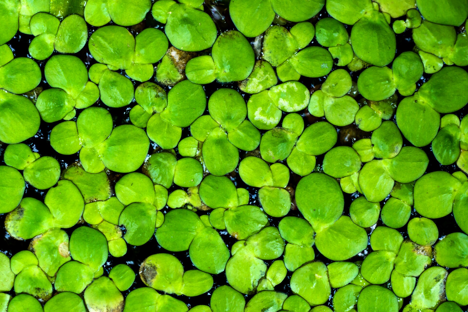 Ряска (Lemna)