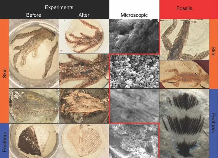 Some of the biological samples, compared to the fossils that they became