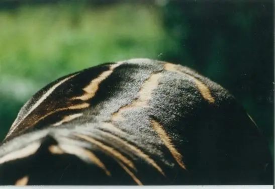 Researchers say zebras have an ability to raise their black stripes as a way of regulating body temperature