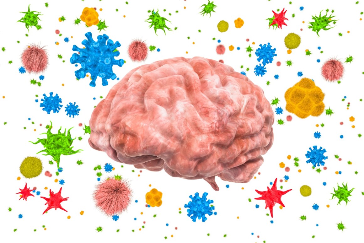 Gut bacteria found to help protect brain and central ...