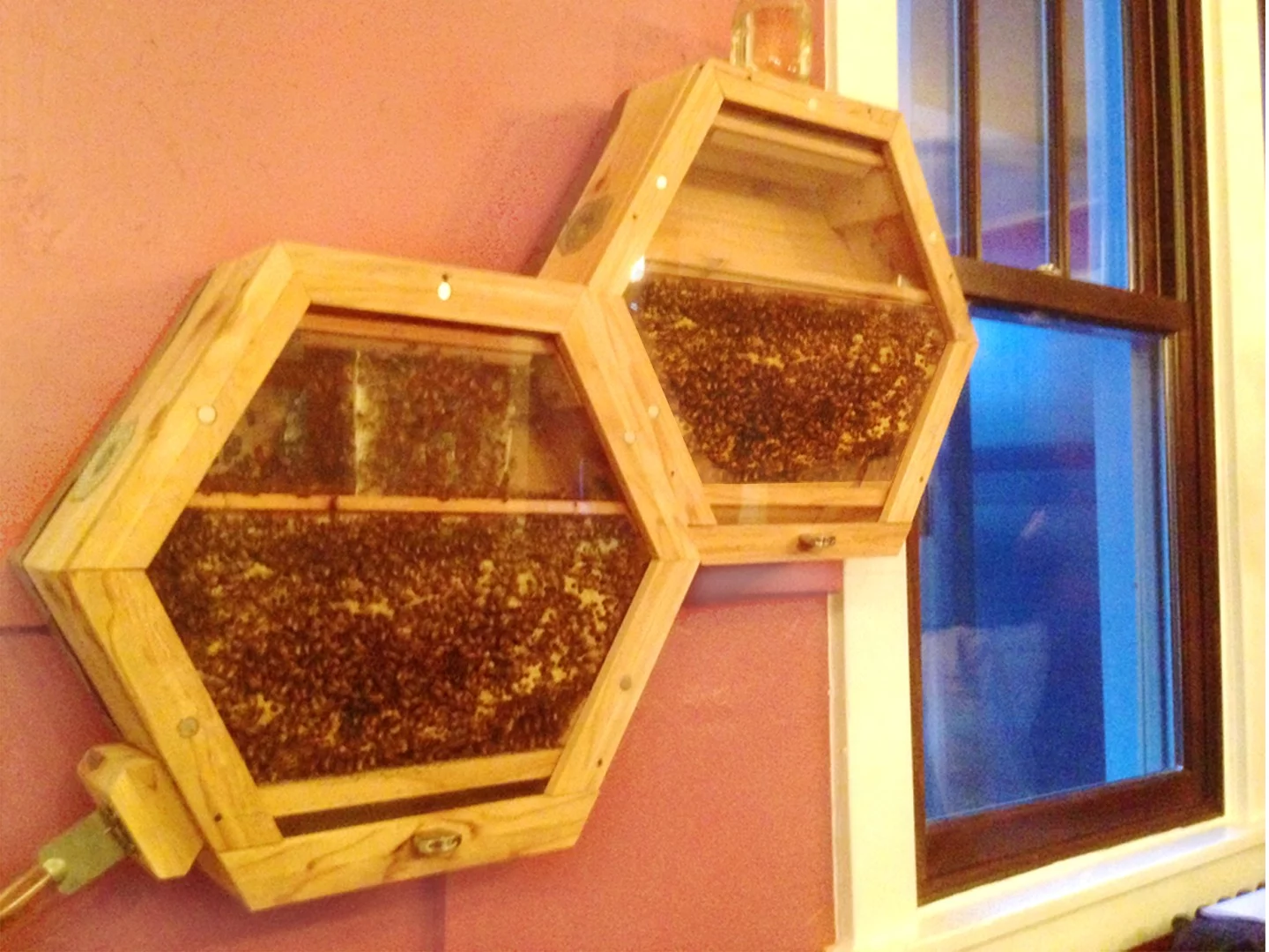 The BEEcosystem has been designed to be modular so that more hives can be added as the colony grows