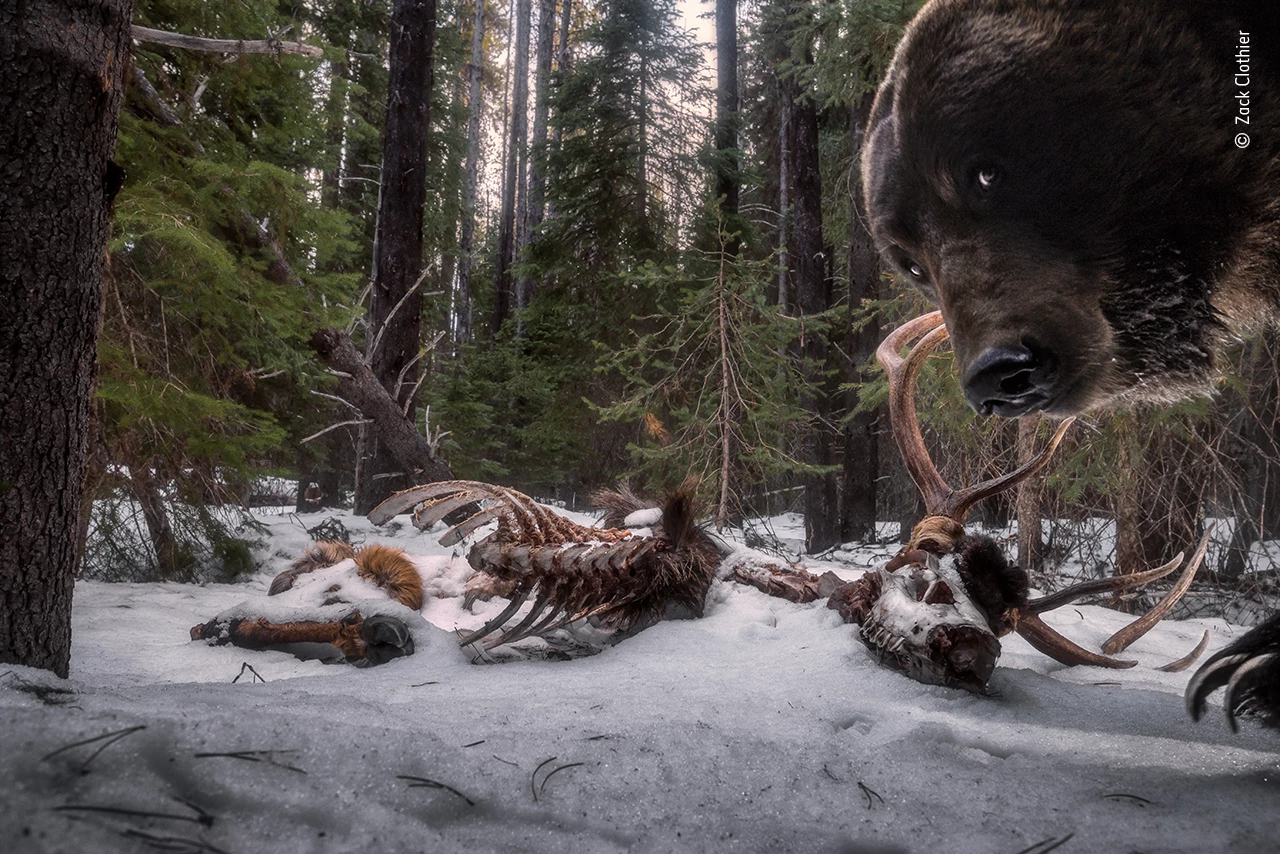 Winner - Animals in their Environment. Grizzly Leftovers. Nikon D610 + 18–35mm f3.5–4.5 lens at 25mm 1/160 sec at f10 (-1.7 e/v) ISO 1000 two Nikon SB-28 flashes self-made camera-trap system.