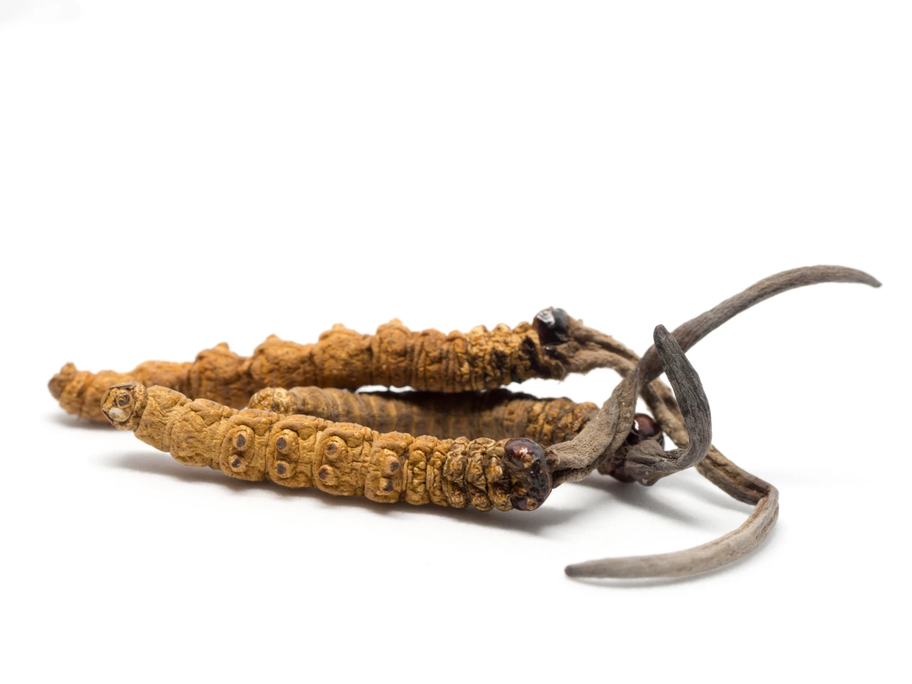 Wild Ophiocordyceps sinensis; a highly expensive traditional Chinese medicine. You can see the shape of the larva each fungus has consumed, as well as the fruiting body protruding from where the insect's head once was.