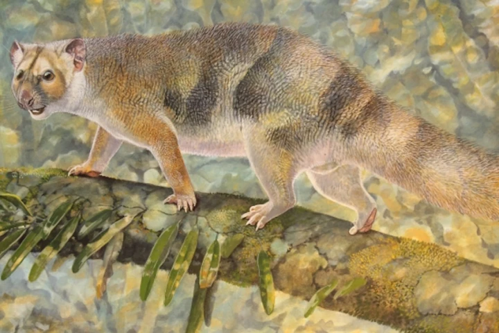 An illustration of the Microleo attenboroughi making its ways along a rainforest tree branch