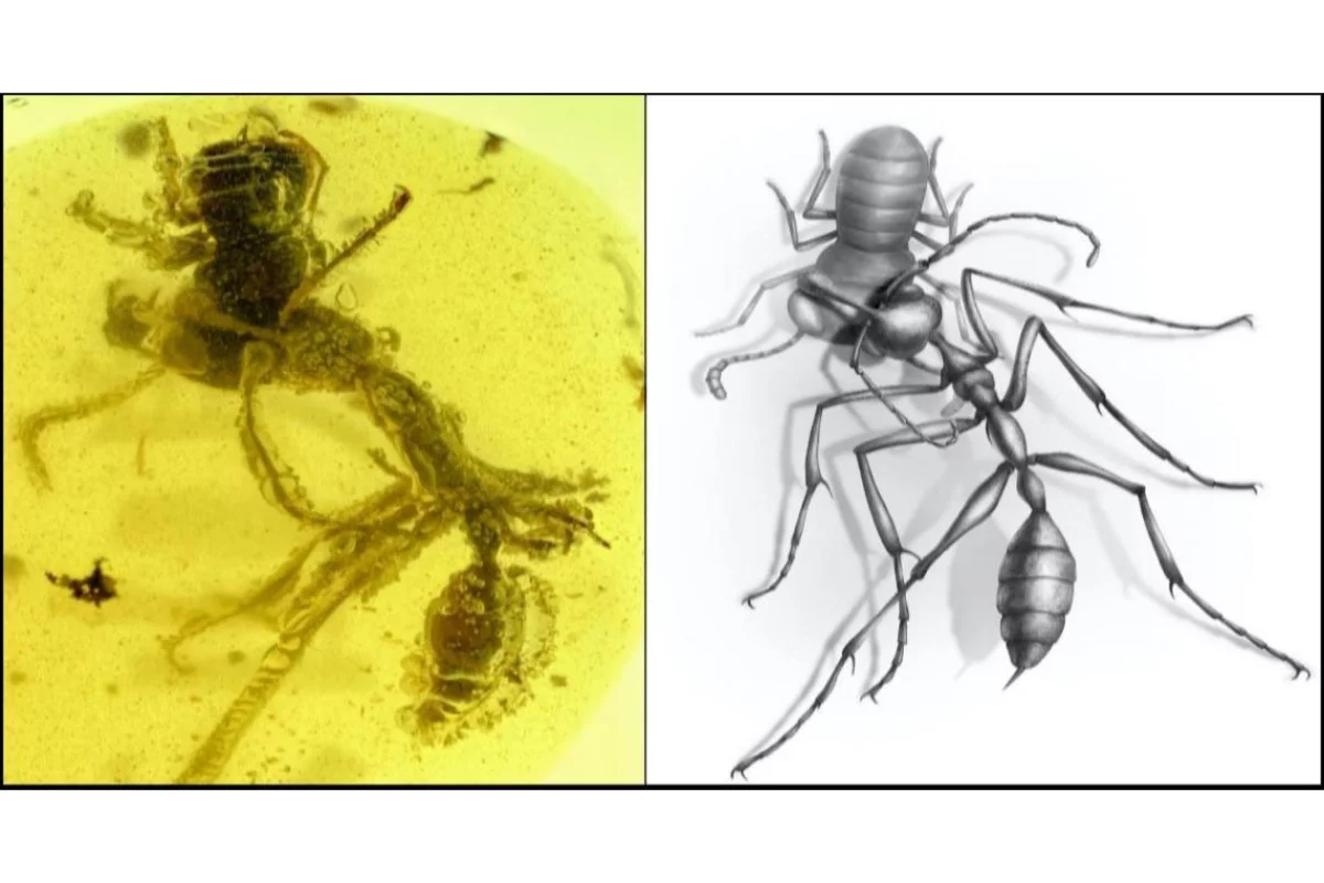 A 99-million-year-old fossil of a hell ant, preserved in amber, embracing an extinct relative of the cockroach