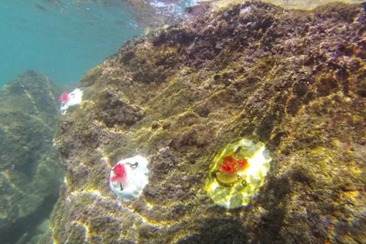 The mini reefs may play host to the same organisms which currently rely on natural coralline algae