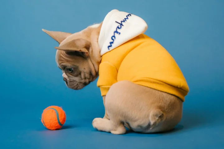 Is your dog's love of toys a healthy attraction or a potentially problematic addiction?