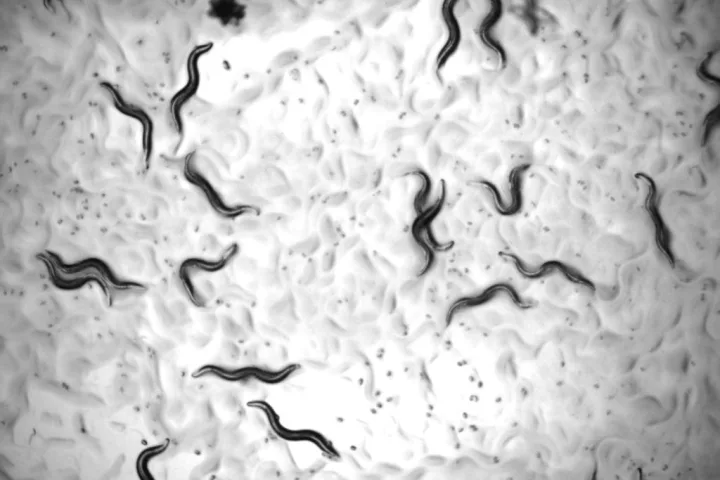The microscopic C. elegans worms, often used in anti-aging studies, had their lifespan almost doubled after treatment with a novel triple-drug combination