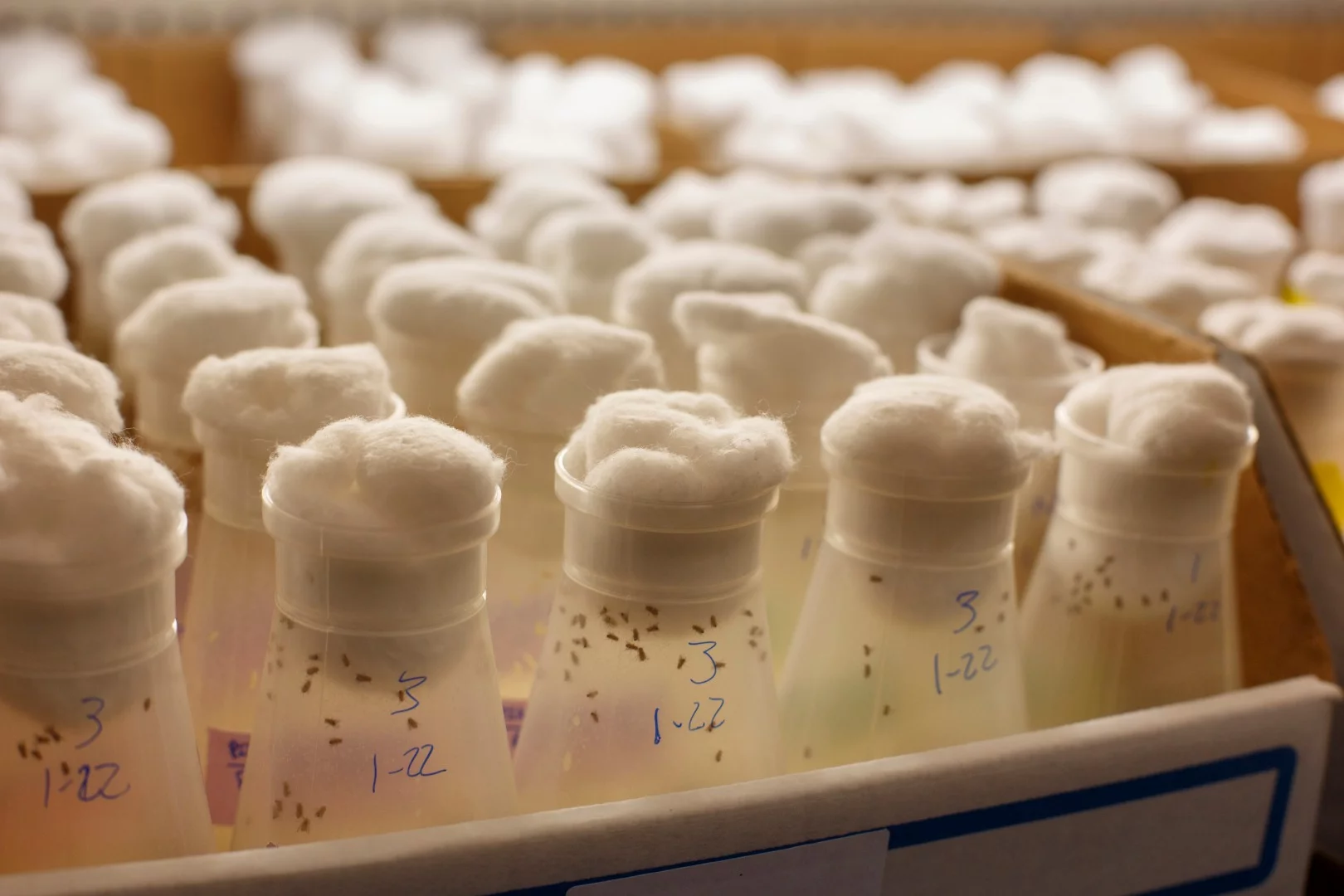 Vials of fruit flies getting tipsy in the lab