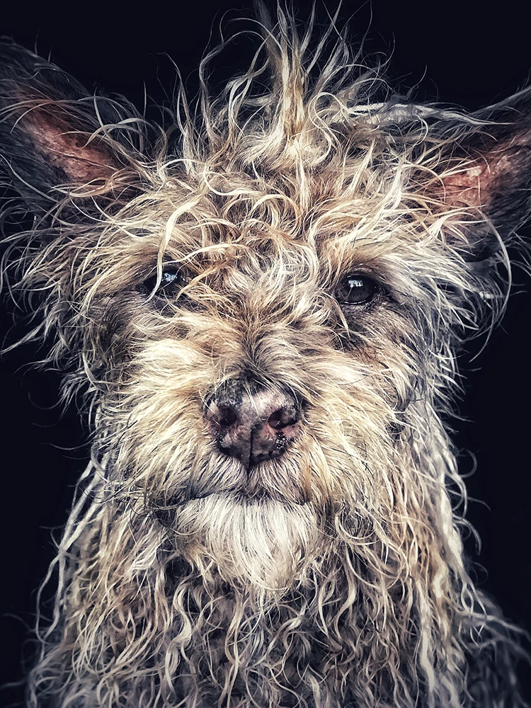 Winner of the animals category of the 2018 iPhone Photography Awards