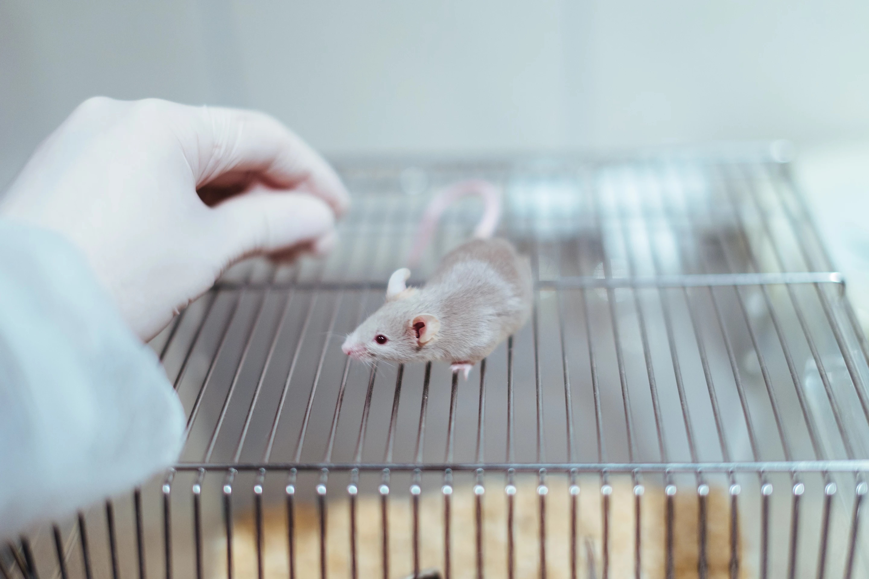 Sixteen days after being treated with the microsphere-containing hydrogel, diabetic ulcers on mice were reduced to 10.7 percent their original size