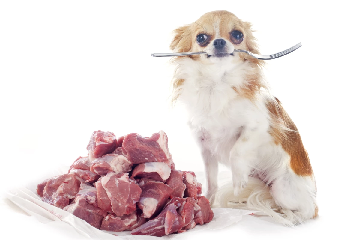 Two new studies suggest pet owners should practice good hygiene when cleaning up after their dogs if they are fed raw meat