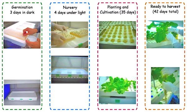 History of a lettuce crop in the Agri-Cube