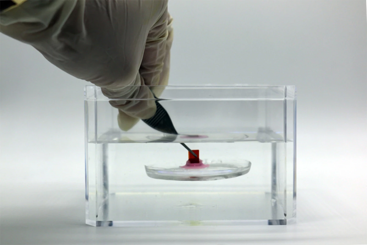 MIT's novel adhesive system that can attach firmly to soft surfaces, even underwater