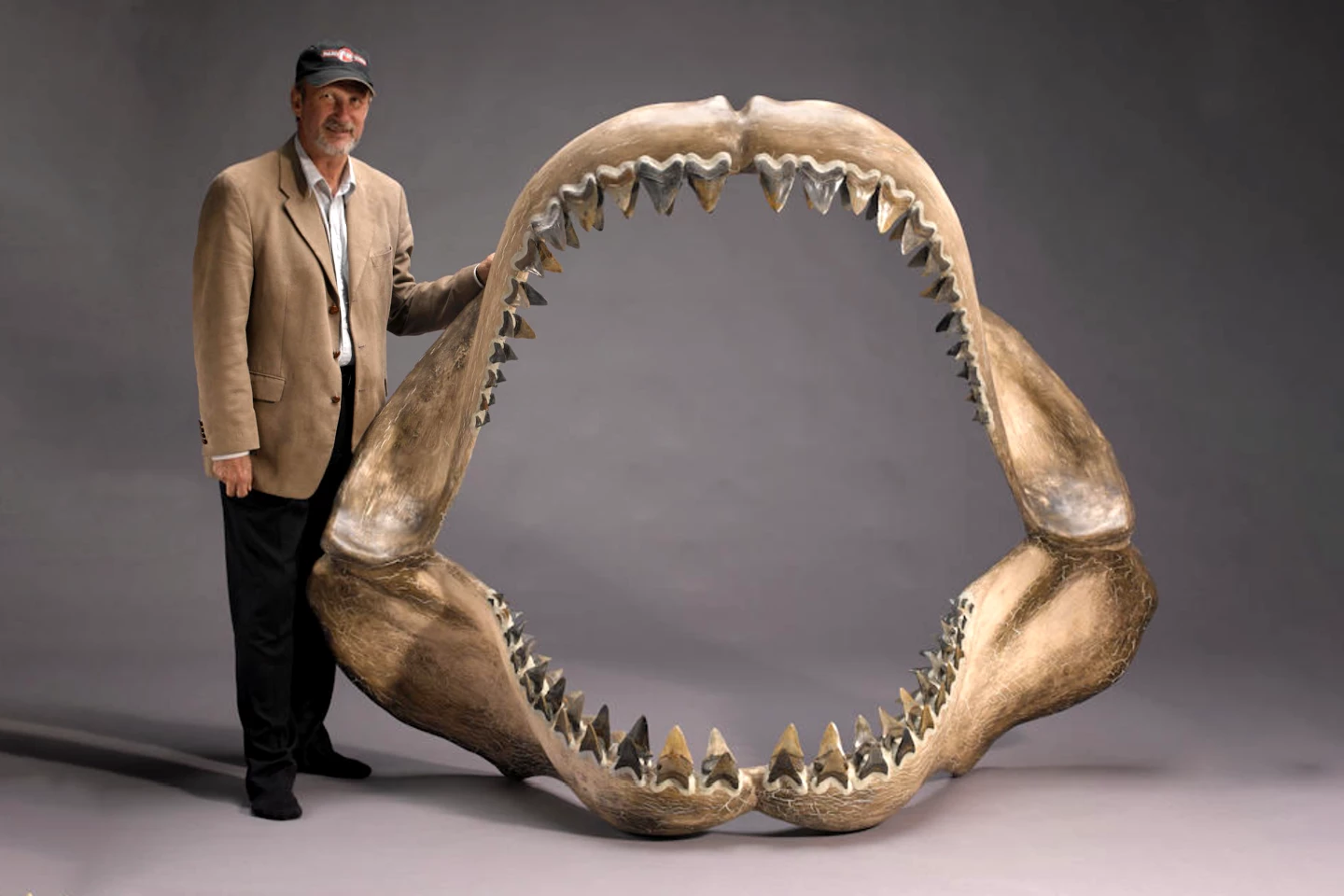 Whole Megalodon jaws are rare, but several reconstructed jaws have gone to auction with the cheapest and smallest we've seen going for $8,750 at a Bonhams auction in 2016. The reconstructed Megalodon jaw above sold at another Bonhams auction in 2013 for $74,500.
