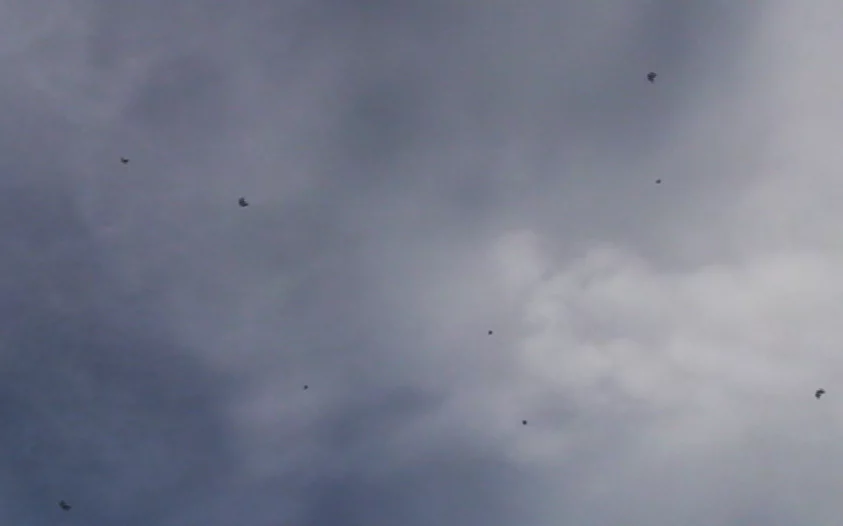 The SMAVNET robot swarm in the air