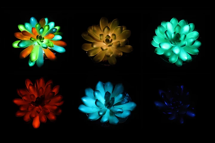 Succulents glow in shades of red, green, blue, and more after being infused with afterglow phosphor particles that absorb and slowly release light