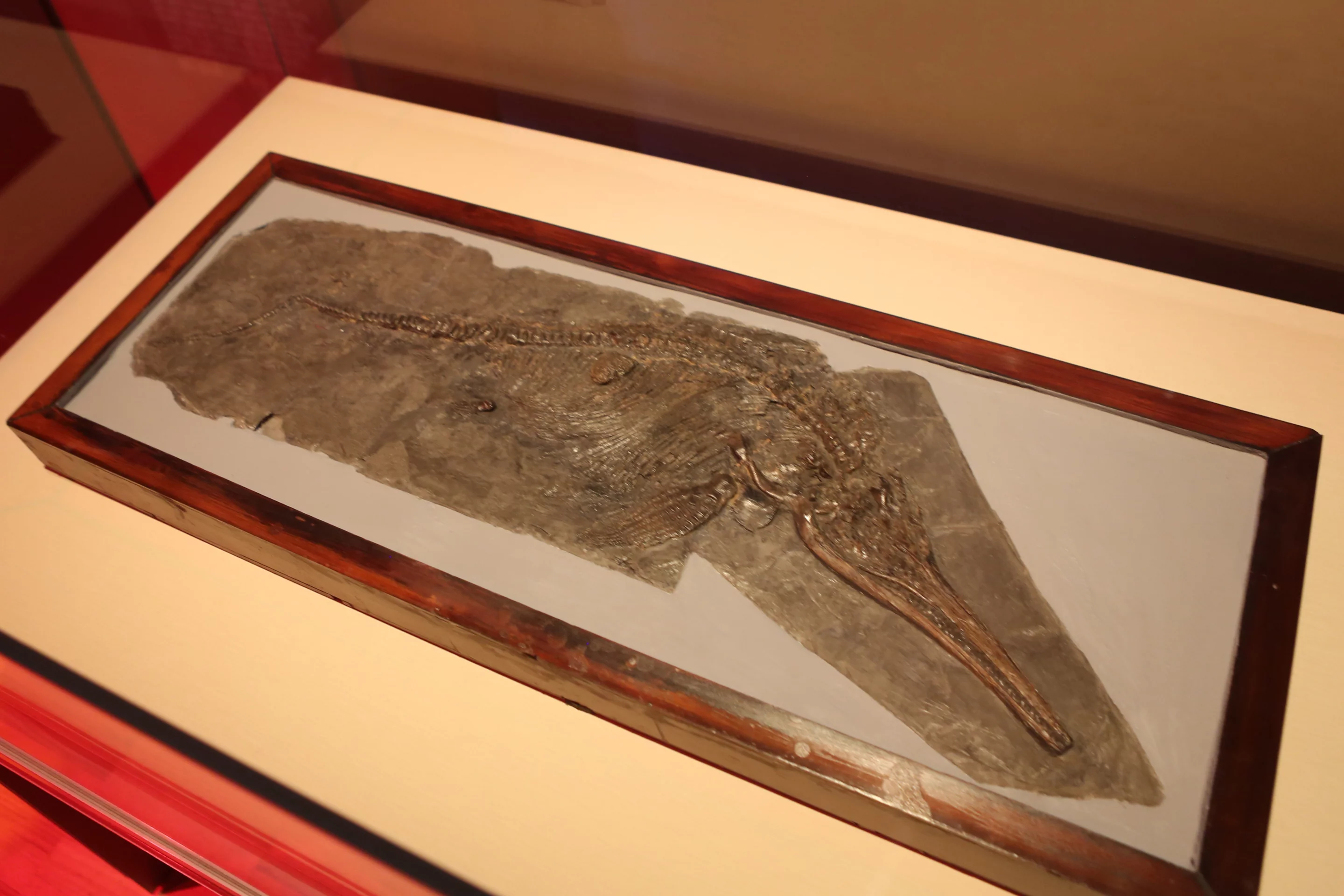 An exceptionally well-preserved skeleton of a young ichthyosaur, a marine reptile that looked a lot like a dolphin and lived alongside the dinosaurs 200 million years ago. This specimen was discovered by influential British paleontologist Mary Anning