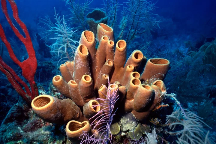 Brown tube sponges on a reef in Belize
