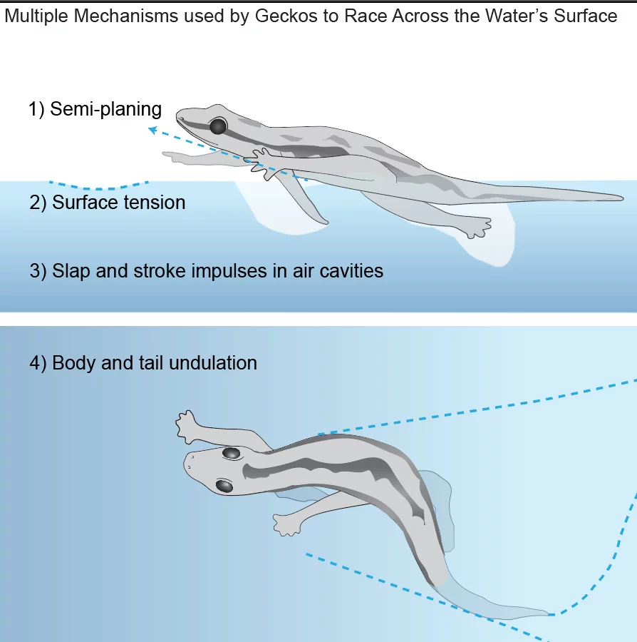 Geckos employ some nifty tricks to stay afloat