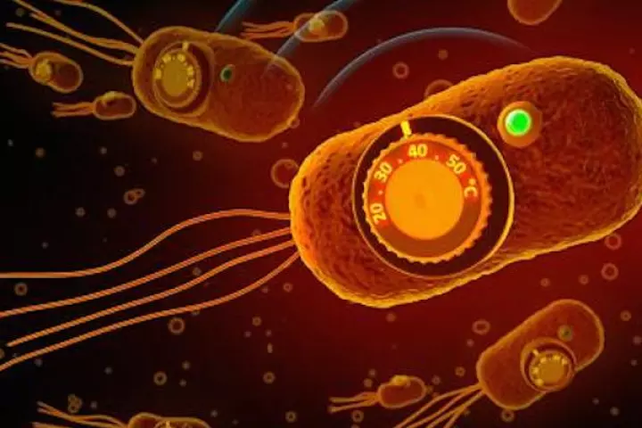 Caltech research may allow doctors to instruct engineered bacteria in a patient's body when and where to administer drugs, and when to self-destruct