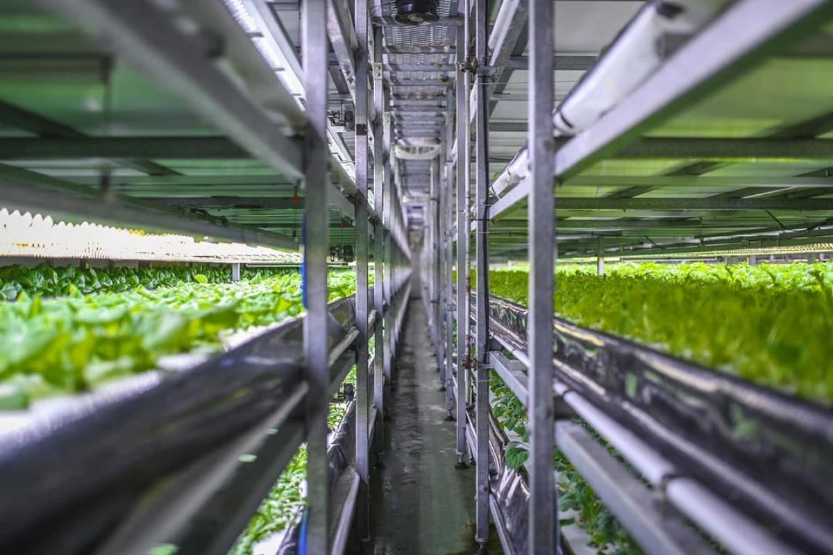 The Nordic Harvest vertical farm on the outskirts of Copenhagen in Denmark is expected to scale up production to 1,000 tonnes of salads and herbs per annum during 2021