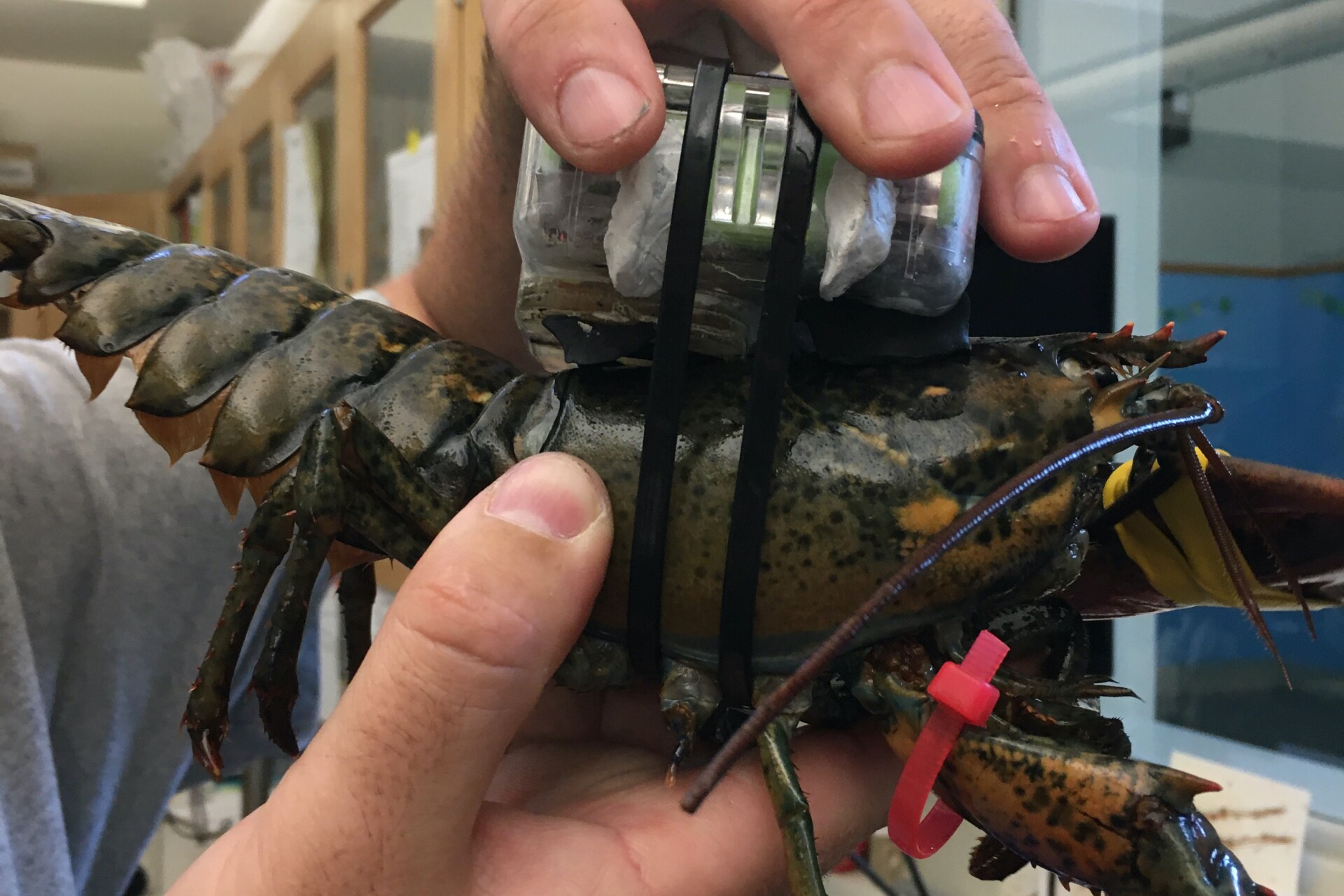 "Fitbit for lobsters" could reduce pressure on wild stocks