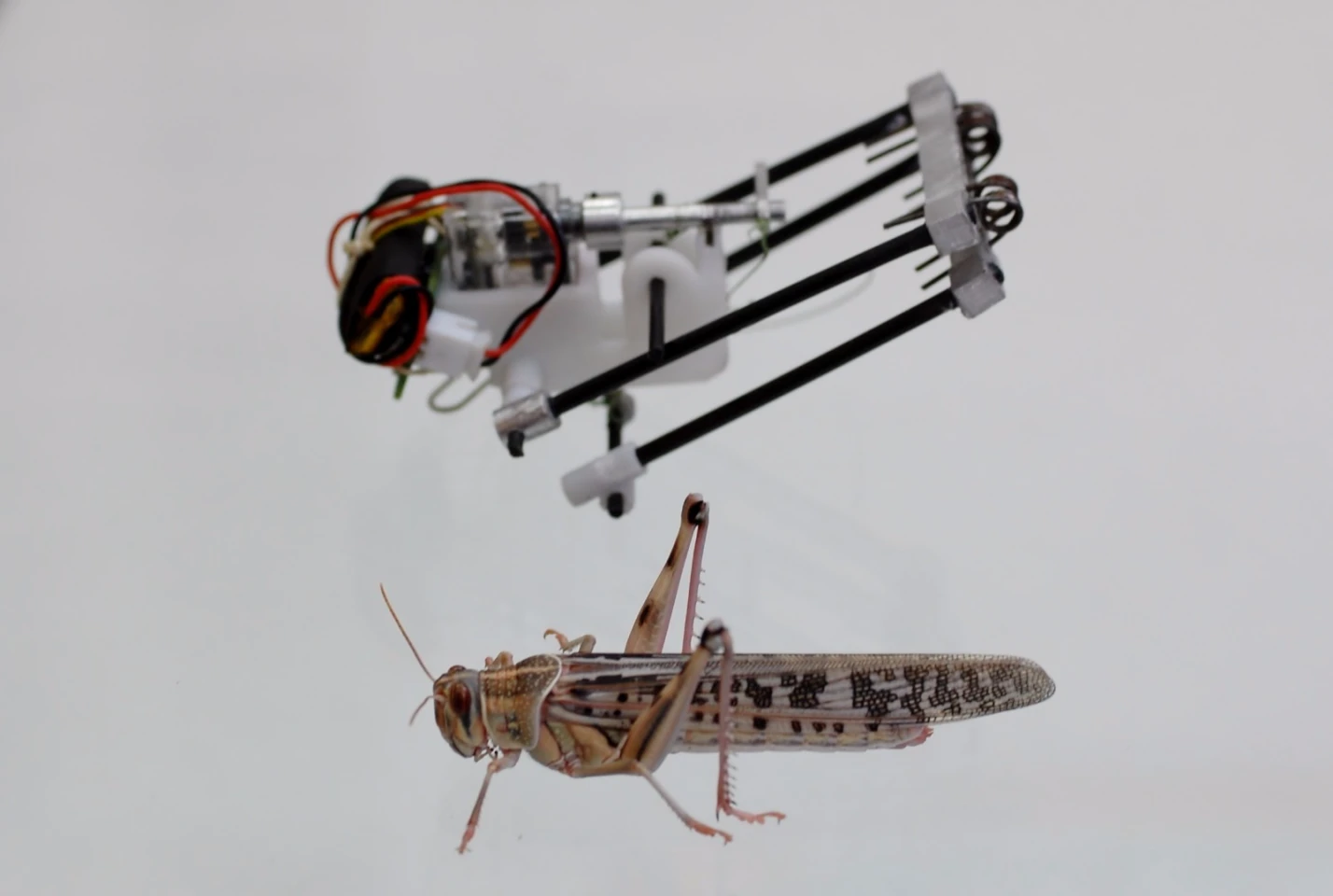 The TAUB robot is five inches long (127 mm) and weighs less than an ounce (28 g), yet it can jump to a height of 11 feet (3.4 m) while covering a horizontal distance of 4.5 feet (1.4 m)