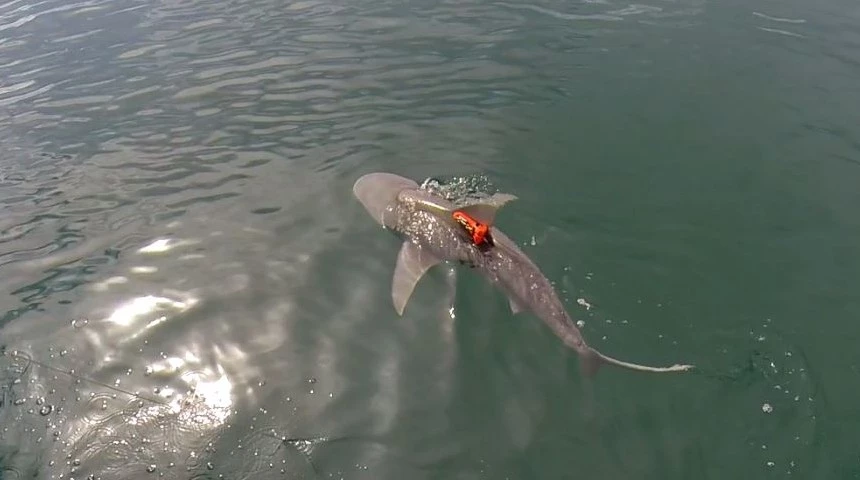 A tagged shark is released as part of new research into their hunting behaviors