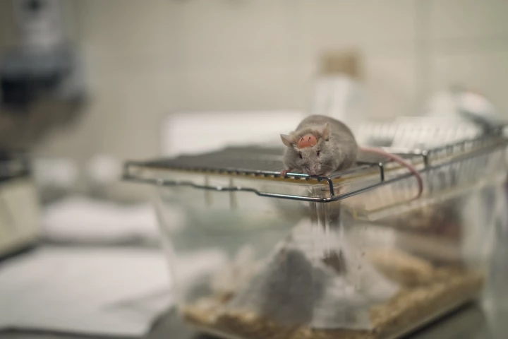 Researchers have tested a new bioprinting method on rats that can repair injuries to both skin and bones