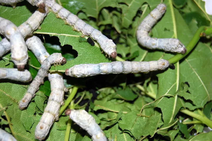 Biotech firm Sigma Life Science plans on developing genetically-modified silkworms, that will produce spider silk for use in commercial applications(Photo: Fastily)