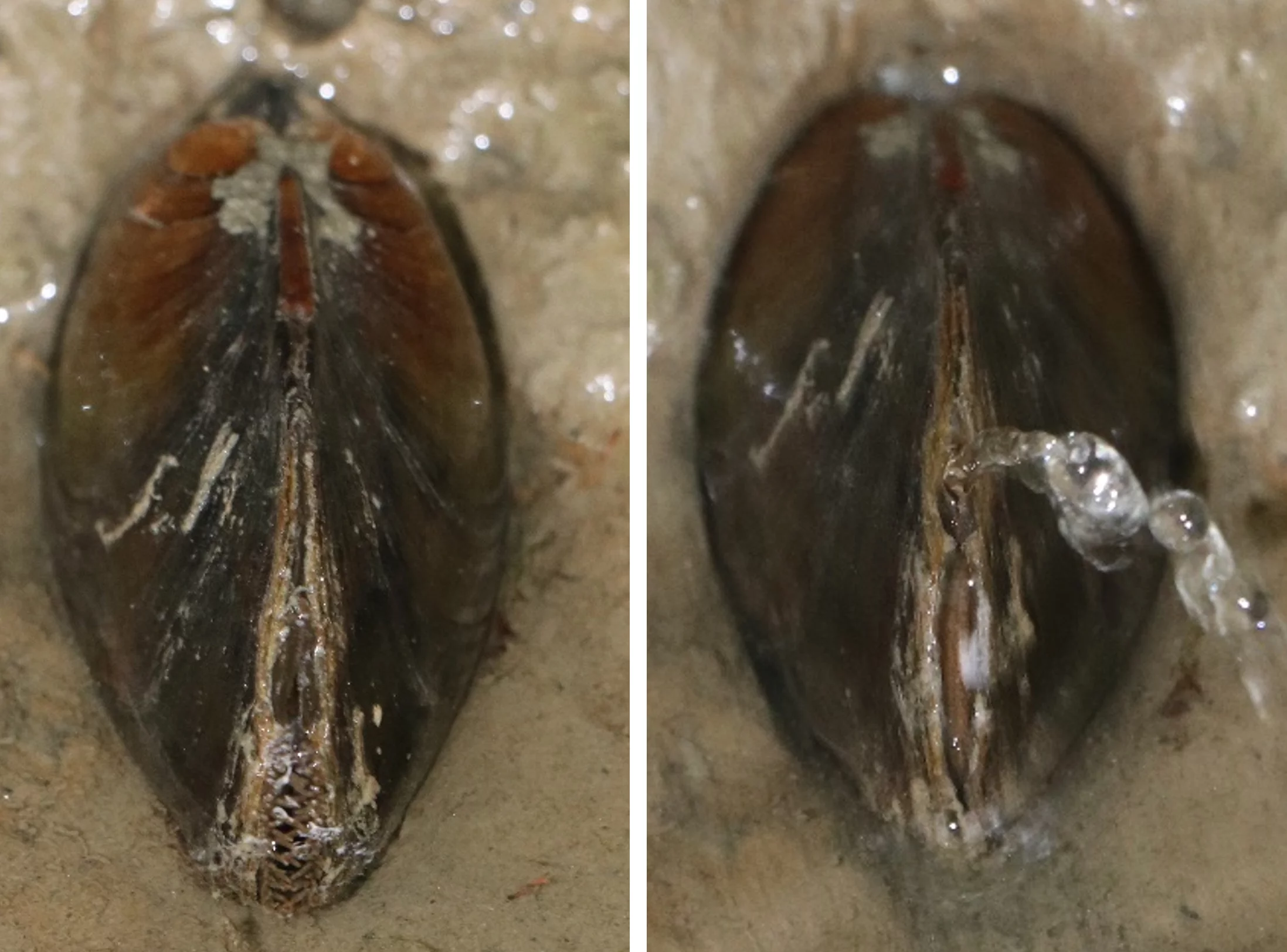 The mussels can squirt water up to a distance of 1 meter
