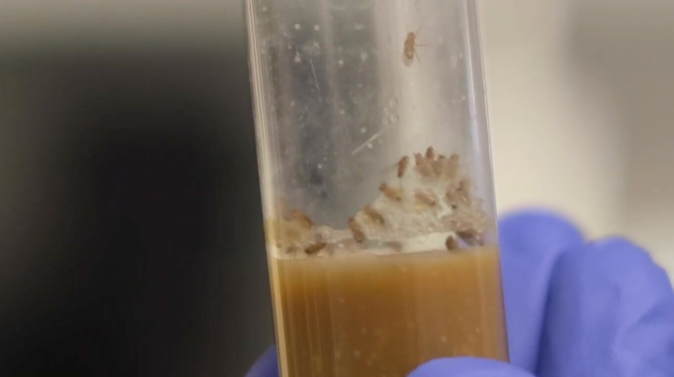A vial of the ISS-visiting flies