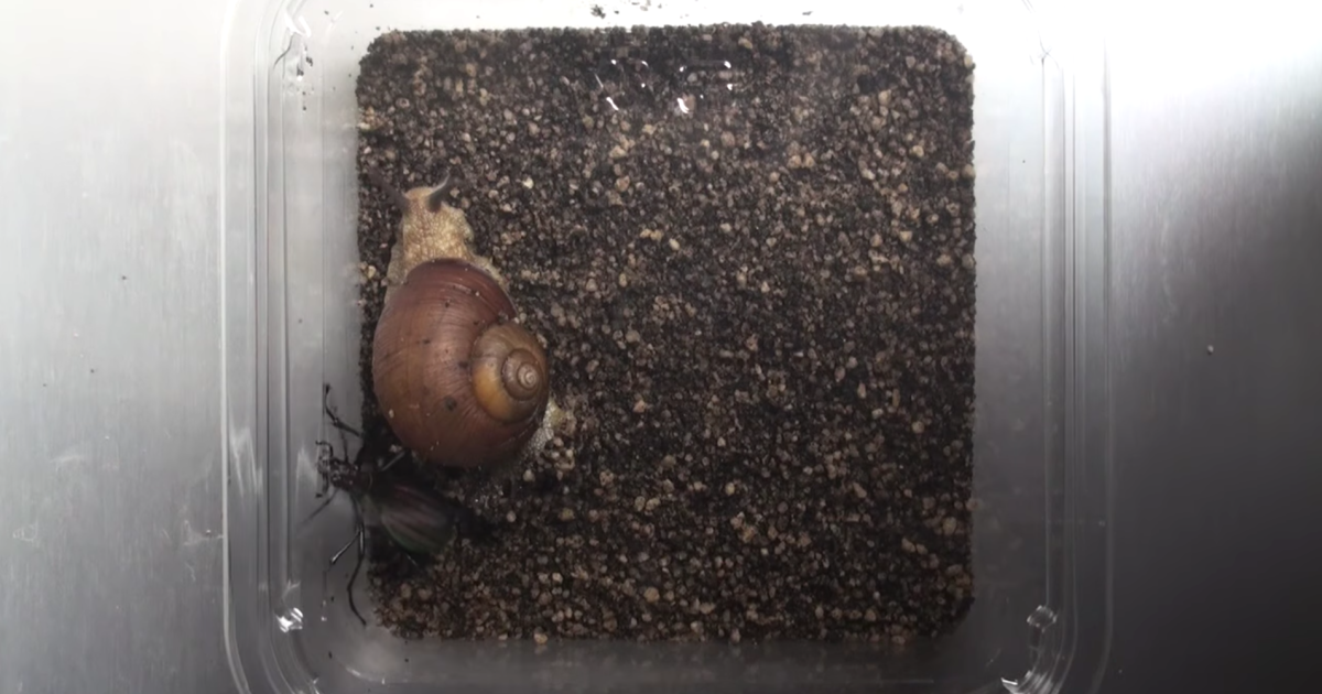 Warrior snail beats down predators with its shell