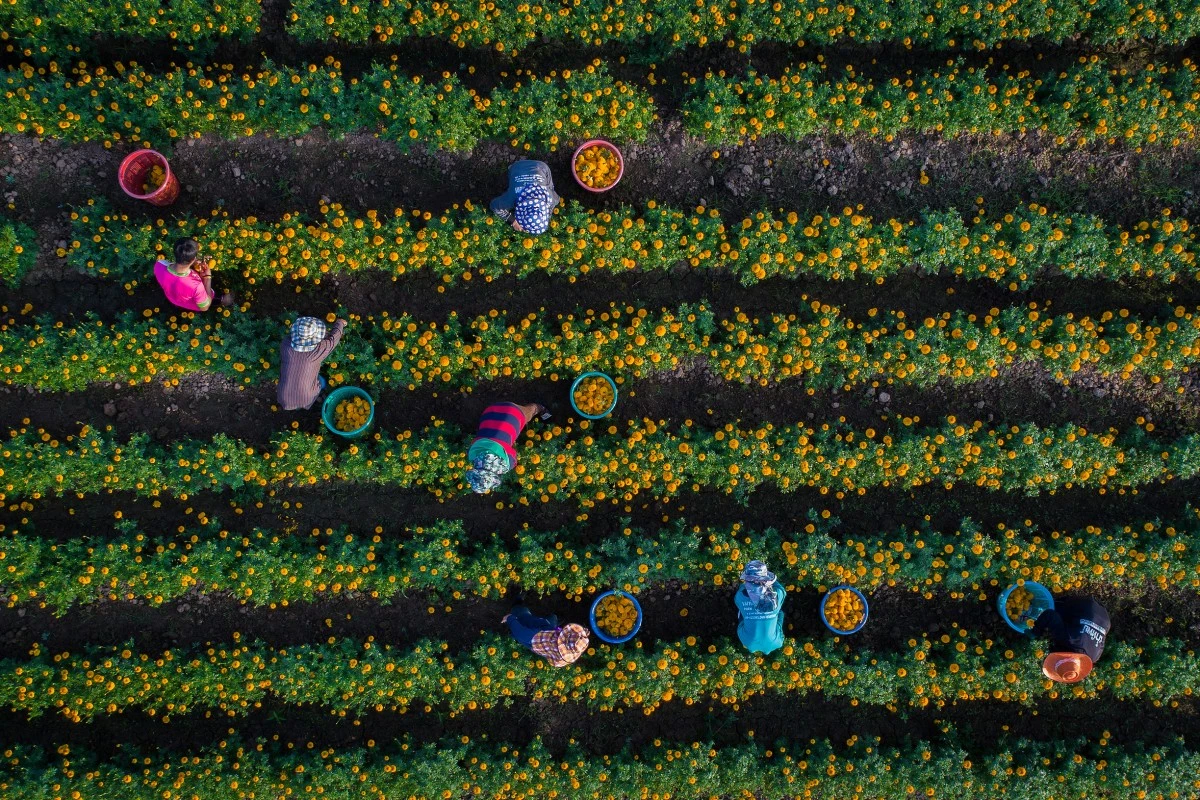 Gardeners pick marigolds on a golden morning in Thailand