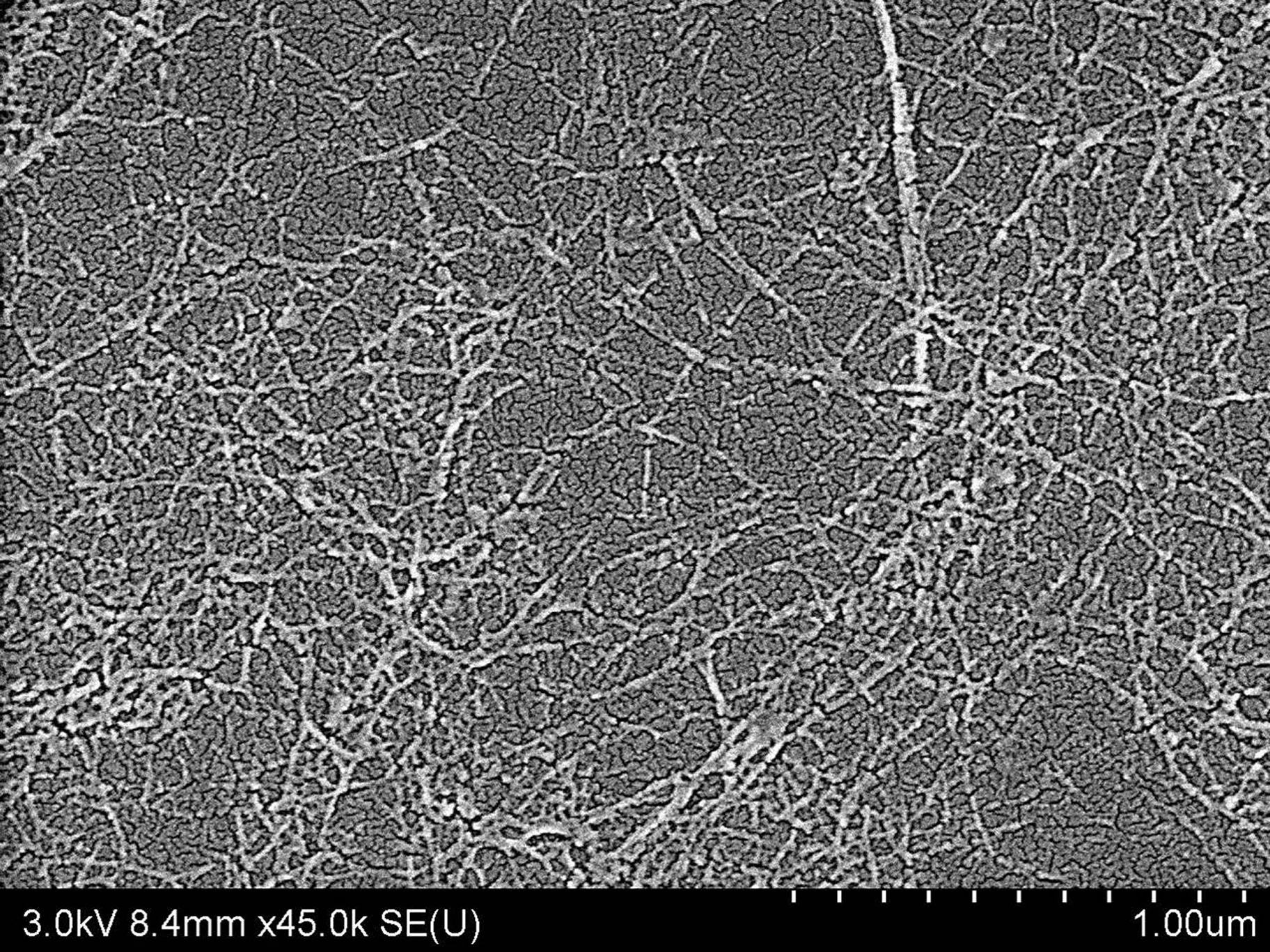 A microscope image of CNF fibers made via the new process (Image: Edinburgh Napier University)