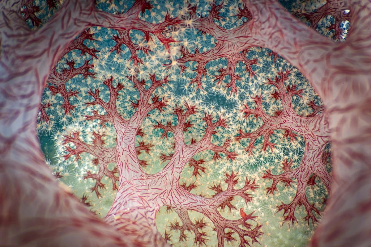 Fractal Forest, Sea Life Winner, 2025 Sony Alpha Awards