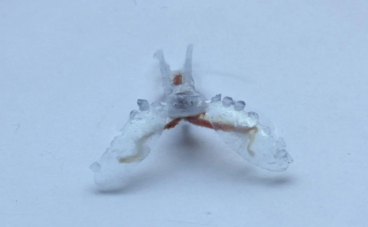 Researchers have created a biohybrid robot using sea slug muscles attached to a 3D-printed frame
