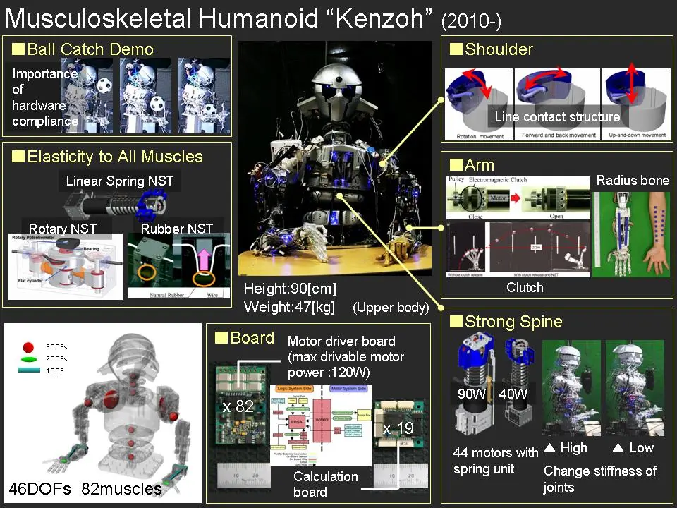 Kenzoh, an upper-body musculoskeletal robot built at the University of Tokyo's JSK Lab in 2010