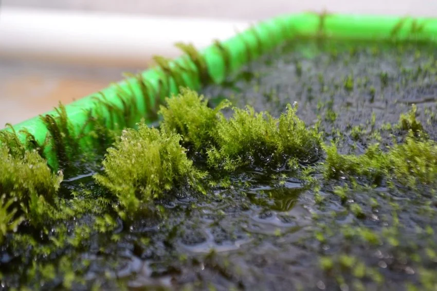 This aquatic moss could clean up waterways contaminated with high levels of arsenic