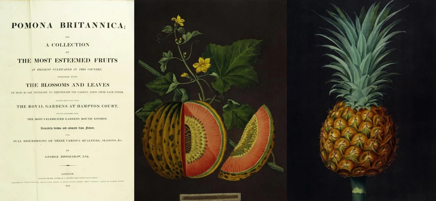 The Pomona Britannica is one of the most highly regarded illustrated books ever produced and bears testimony to the extraordinary talent of George Brookshaw. A first edition sold for $158,600 at Arader Galleries on October 29, 2017